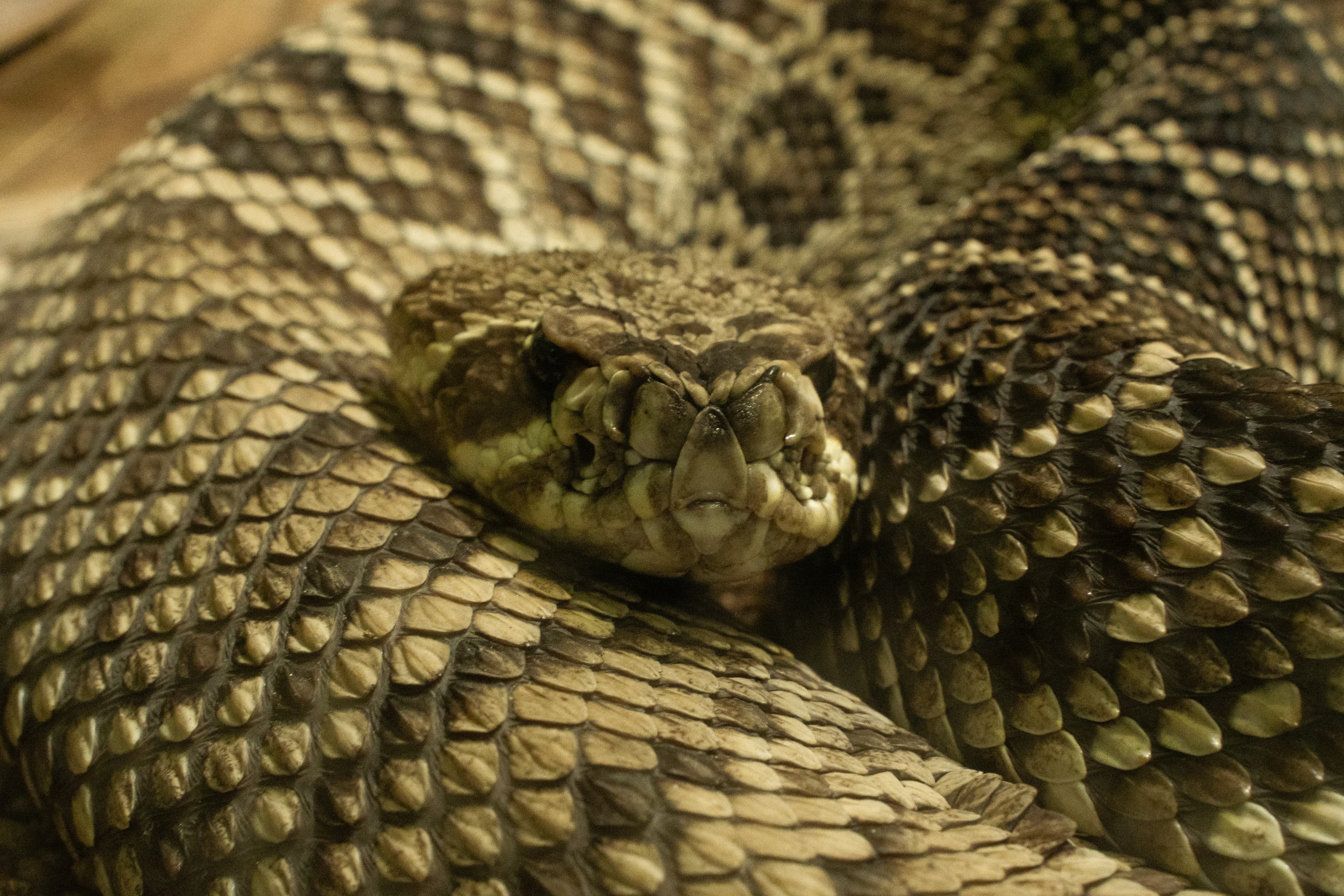 Coiled rattlesnake macro detail