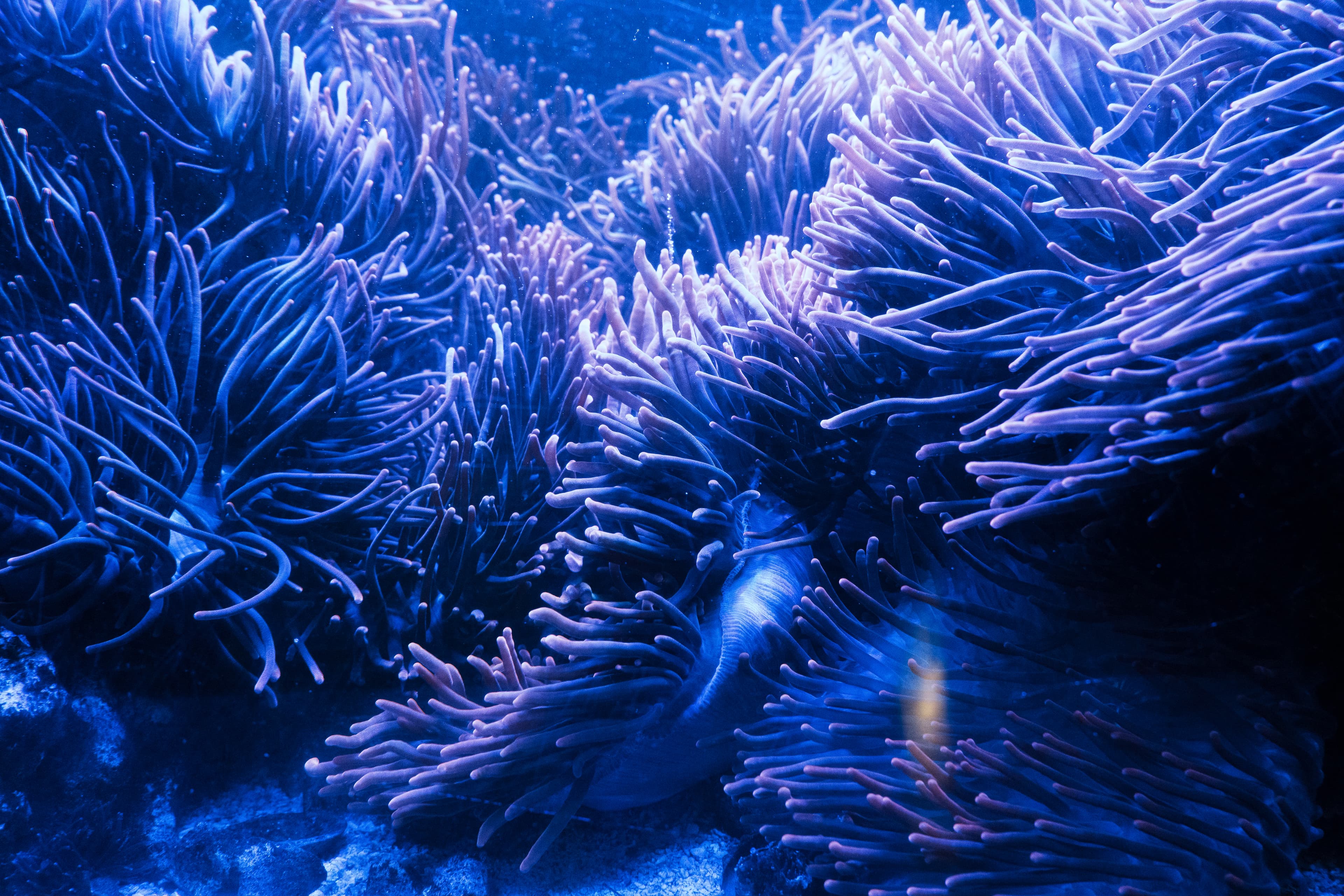 Blue sea anemone underwater