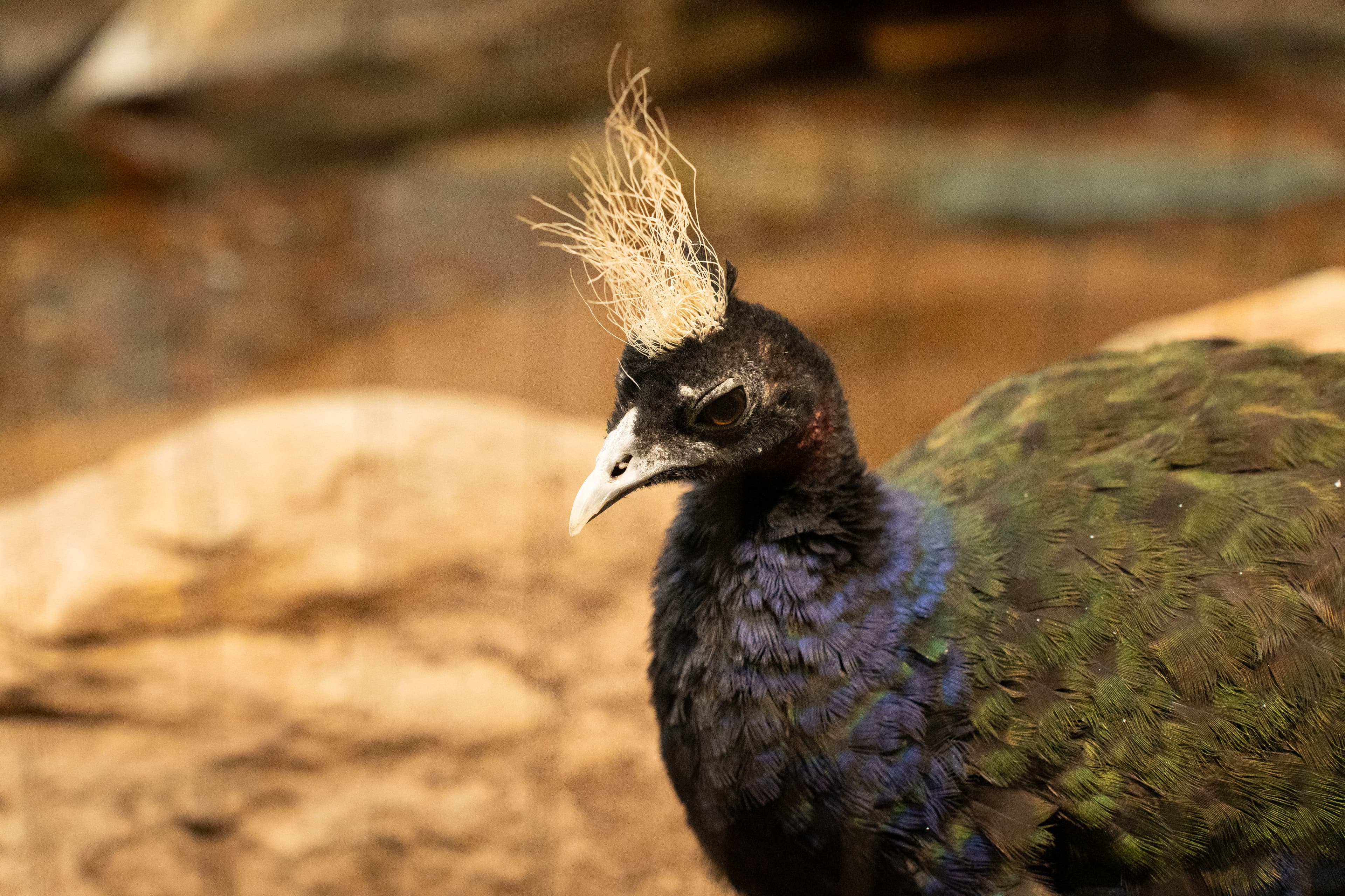 Peacock portrait with crest feathers