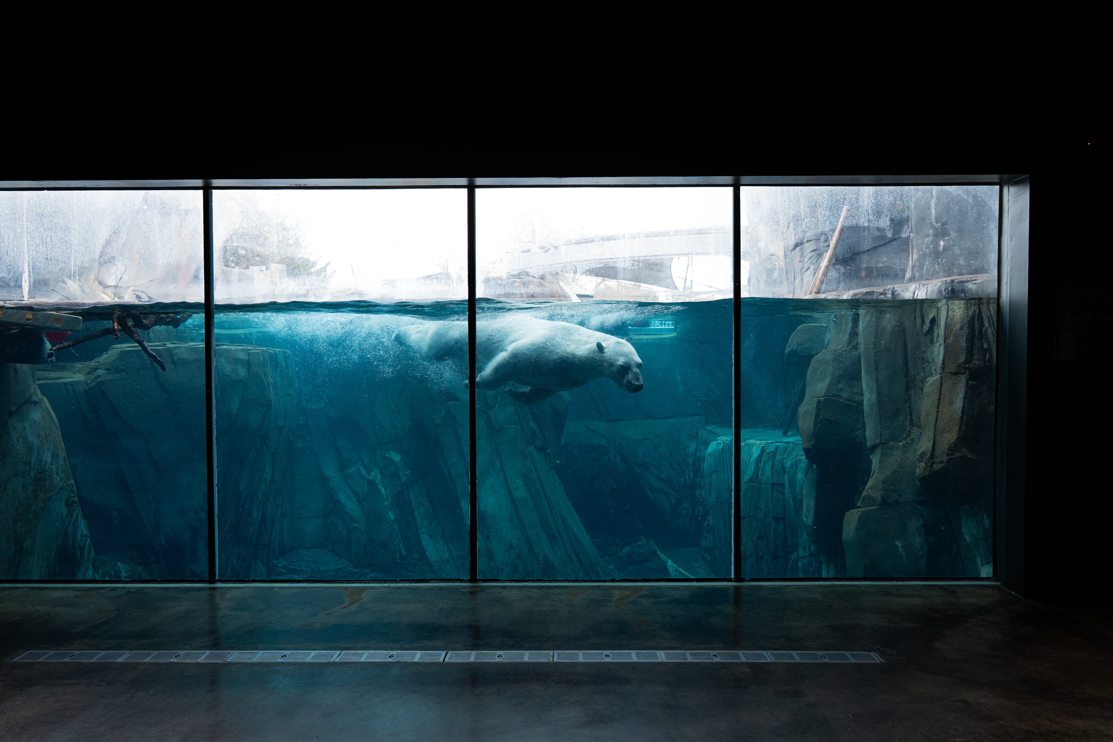 Polar bear swimming underwater in aquarium
